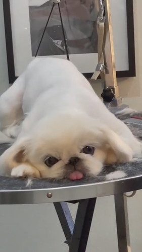 トリミング後のワンコ