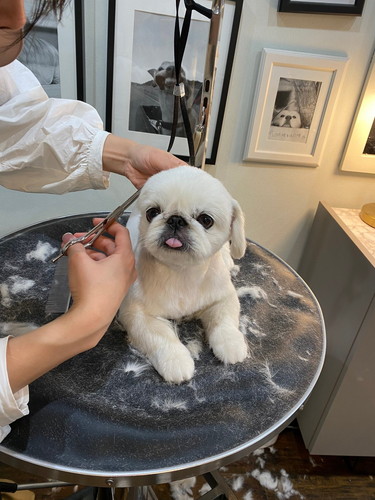 かわいいペキニーズ