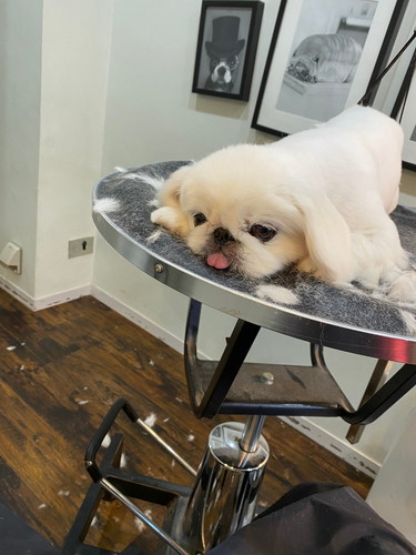 うっとりするワンコ