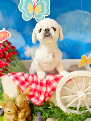 かわいいワンコ