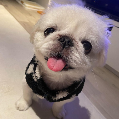 笑顔のペキニーズ