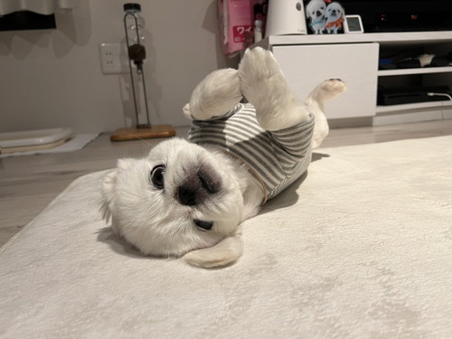 ごろんするペキニーズ