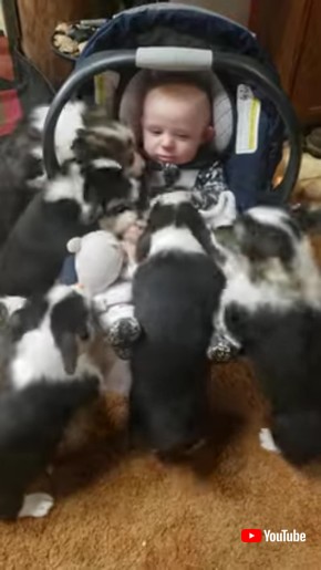 ベビーカーを囲む子犬たち