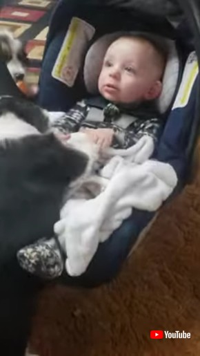 びっくりするスターリングくん