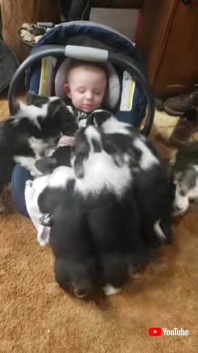 興味津々な子犬たち