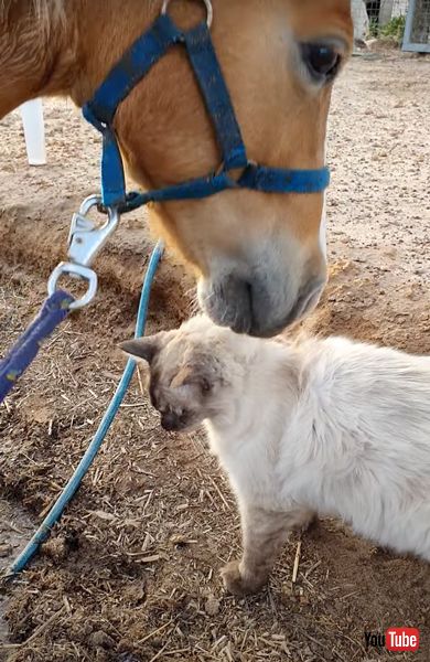 かわいい馬と猫
