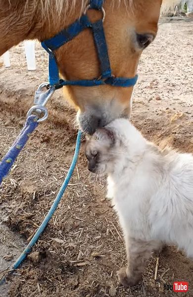 ピタッとくっつく馬と猫