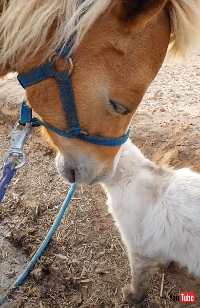 仲良しな馬と猫