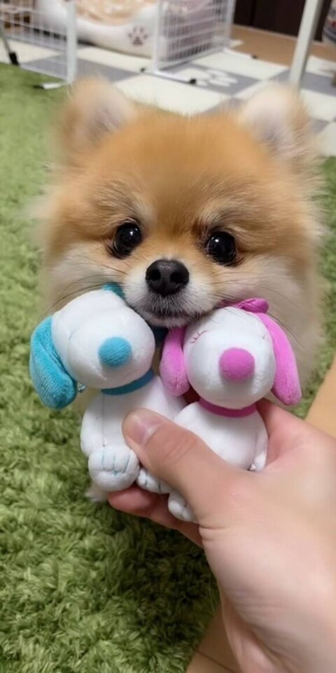 スヌーピーときなこちゃん