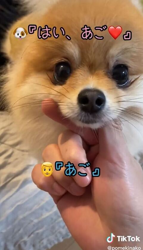 アゴをのせてるきなこちゃん左側