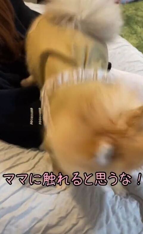 手をおいかけるきなこちゃん右側