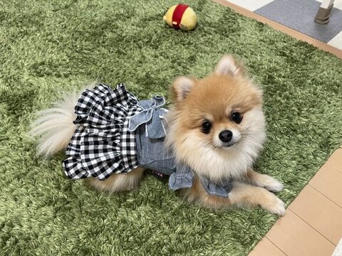 フリフリの洋服着てる