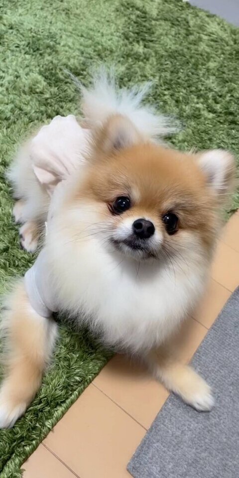 上を見上げるきなこちゃん