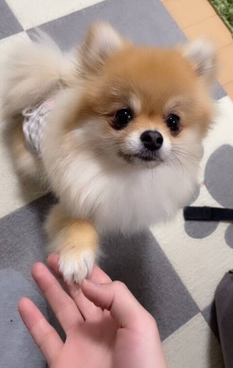 お手するきなこちゃん