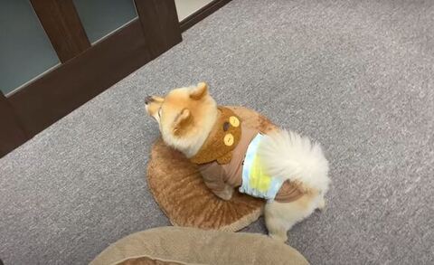 ポメラニアン