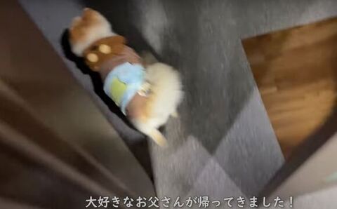 玄関に向かうポメくん