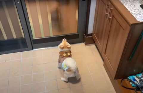 玄関を見つめるポメくん