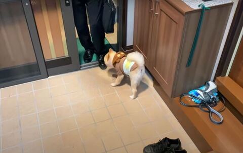 靴の匂いをかぐポメくん