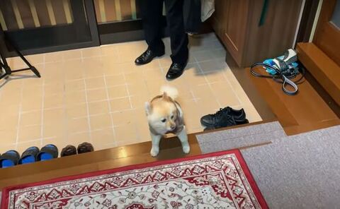 段差にいるポメくん