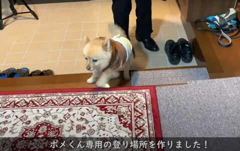 フローリングで滑るポメちゃん