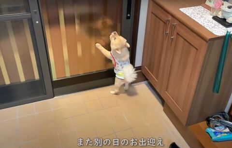 ドアにしがみつくポメくん