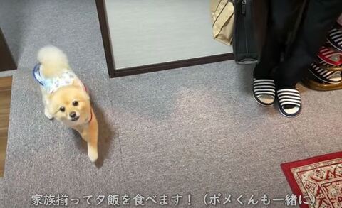 上目遣いのポメくん