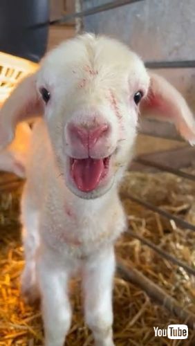 お返事する子羊