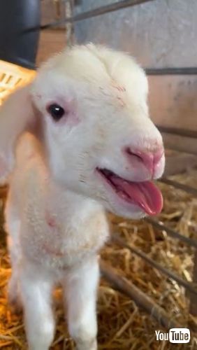 お返事する子羊