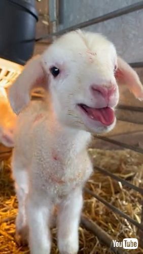 お返事する子羊
