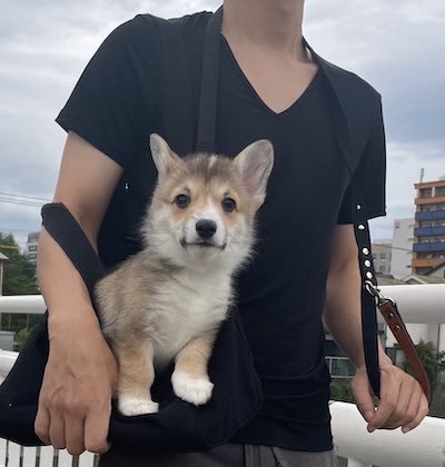 コーギーの疑似プリントTシャツ