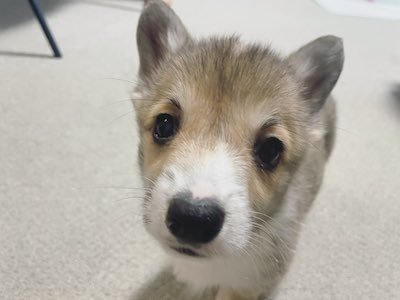 ごはんをねだるコーギー