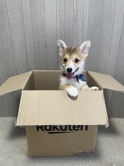 荷物なコーギー