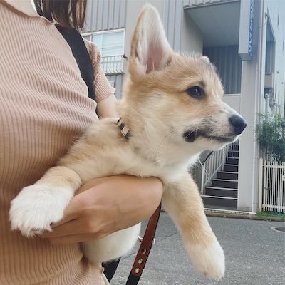 抱えられるコーギー