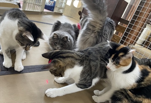 新玉旅館クラウドファンディング