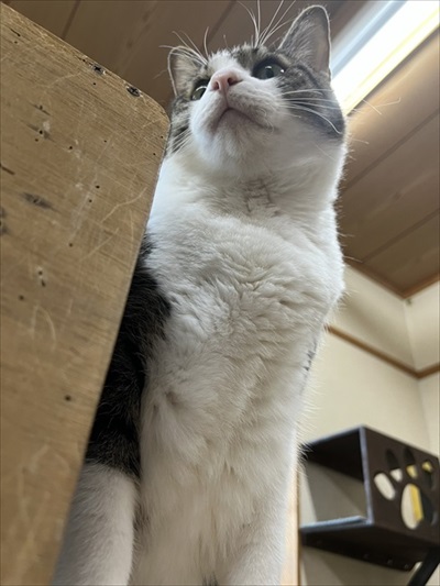 下から見た猫たちの写真
