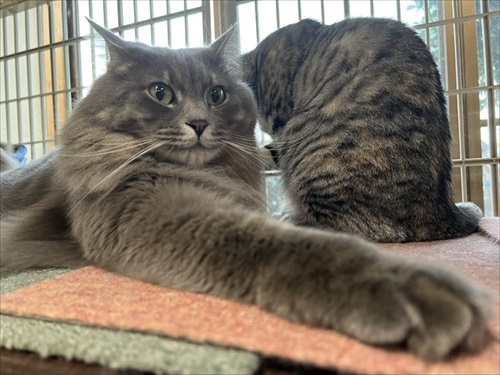 モフモフな猫たち