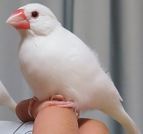 コントローラーアクセサリー右側