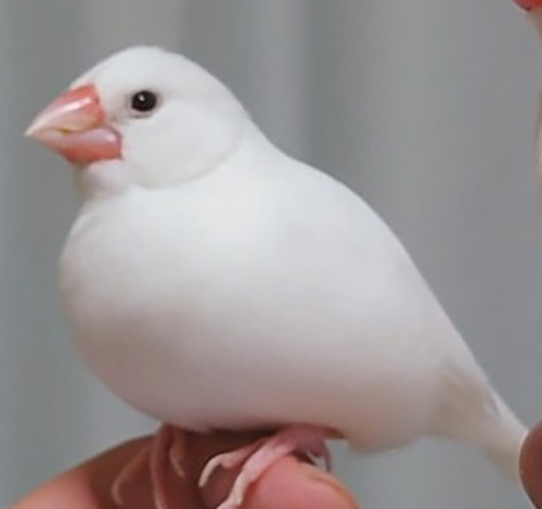 コントローラーアクセサリー左側