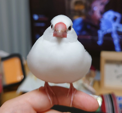 梅おにぎりの妖精文鳥
