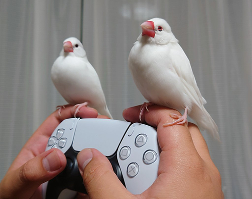 1月のコントローラーアクセサリー