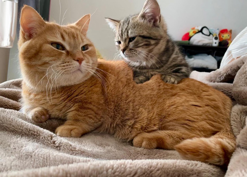 プリンくんに乗るメルくん