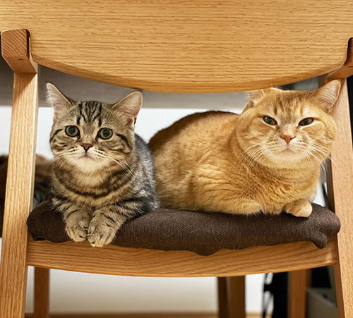 イスをシェアする2匹