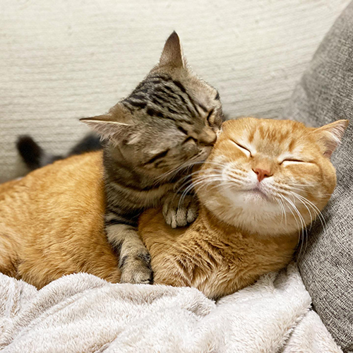 プリンくんをグルーミングするメルくん