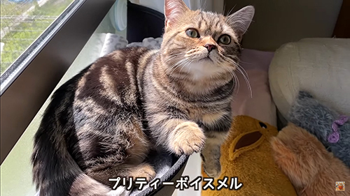 ニャルソック中メルくん