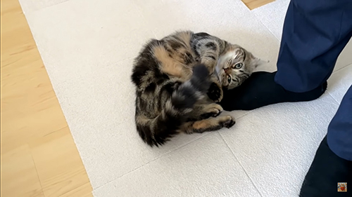 スリスリしながら上を見るメルくん