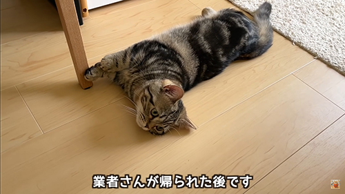 さみしげなメルくん