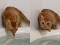 飼い主がお風呂に入っていると、猫たちがやってきて……　ゴクゴク飲み始める姿に「ドリンクバーｗ」「うちも」と反響