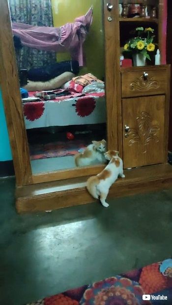 顔を近づける子猫