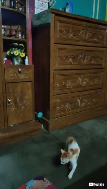 子猫のやんのかステップ