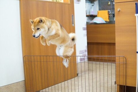 足が引っ掛かりそうなジャンプ